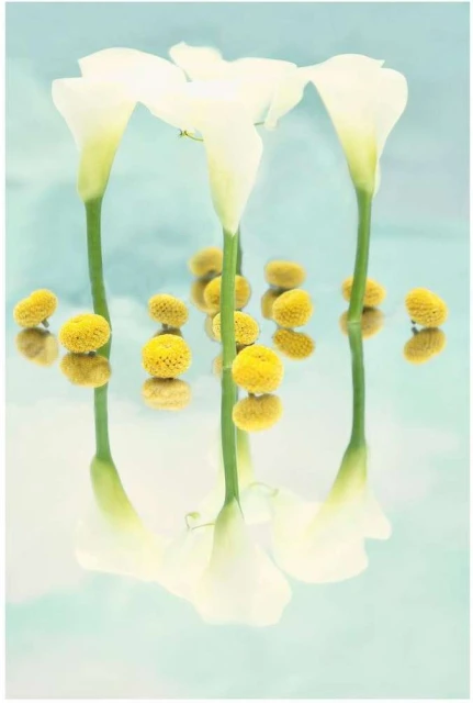 Floral still life featuring three white calla lilies and yellow Craspedia globosa flowers reflected against a soft aqua backdrop.