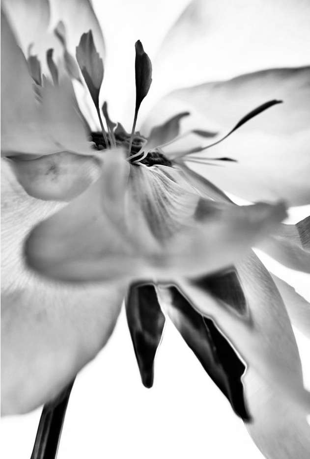 Close-up black and white photograph of a flower blossom featuring delicate petals, stamen, and pistil details against a bright background.