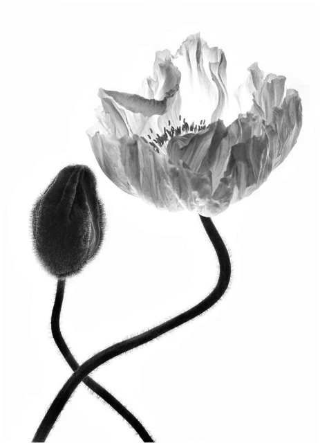 Black and white fine art photograph of a backlit poppy flower in bloom with a closed poppy bud on a light, neutral background.