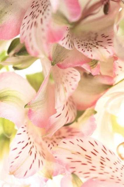 Macro image of delicate pink Alstroemeria flowers with speckled petals, creating a soft, floral background with bright, diffused lighting.