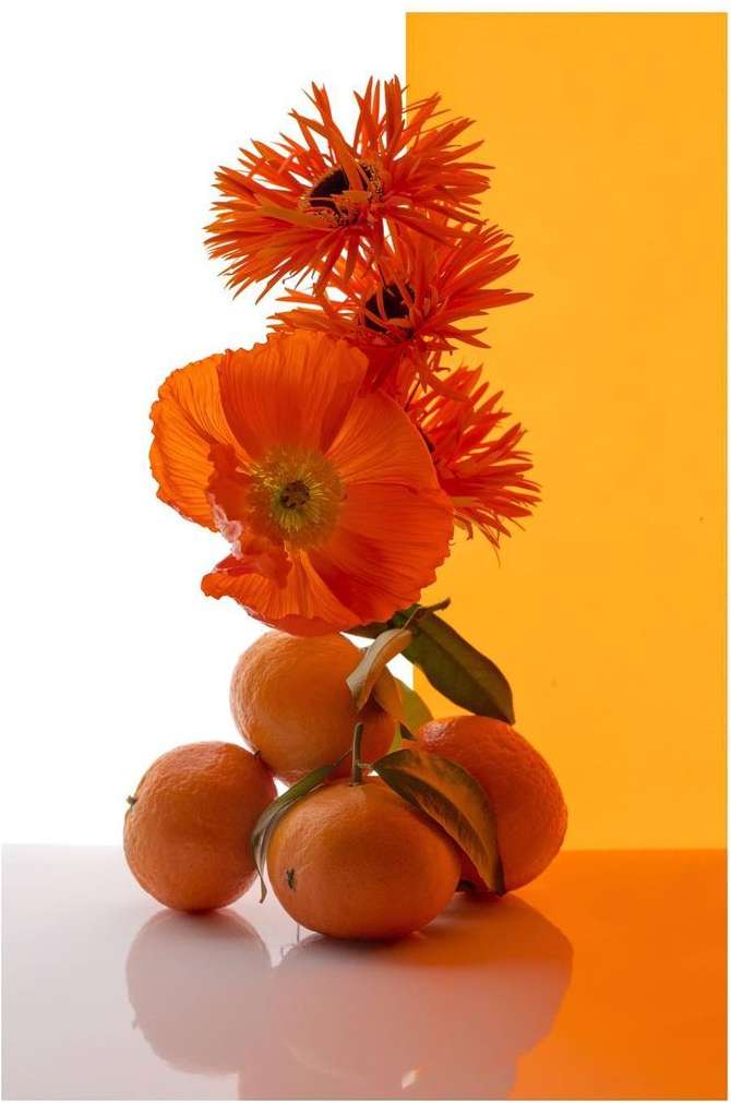 Still life shot featuring a tower of clementines topped by orange flowers, against a background divided between white and orange.