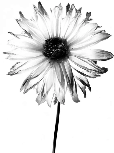 Monochromatic close-up of a dahlia flower featuring delicate, withering petals against a bright white background, showcasing textures.