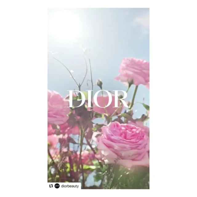 Close-up shot of a lush cluster of pink roses under a bright, diffused sunlight with the word DIOR overlayed on the flowers.