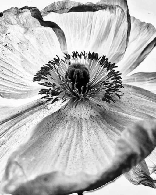 Monochrome close-up photo of a poppy flower with delicate petals and a prominent stamen, showcasing its intricate floral details and textures.