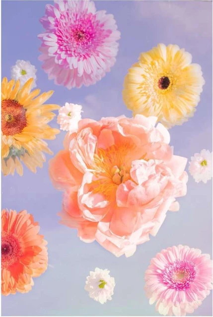 Floral arrangement featuring gerbera daisies and peony flowers in shades of pink, yellow, orange, and white against a soft, light blue background.