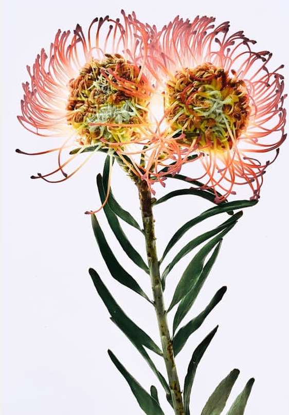 Close-up studio shot of two Pincushion Protea flowers with pink spiky petals, brown and yellow centers, green leaves, and a white background.