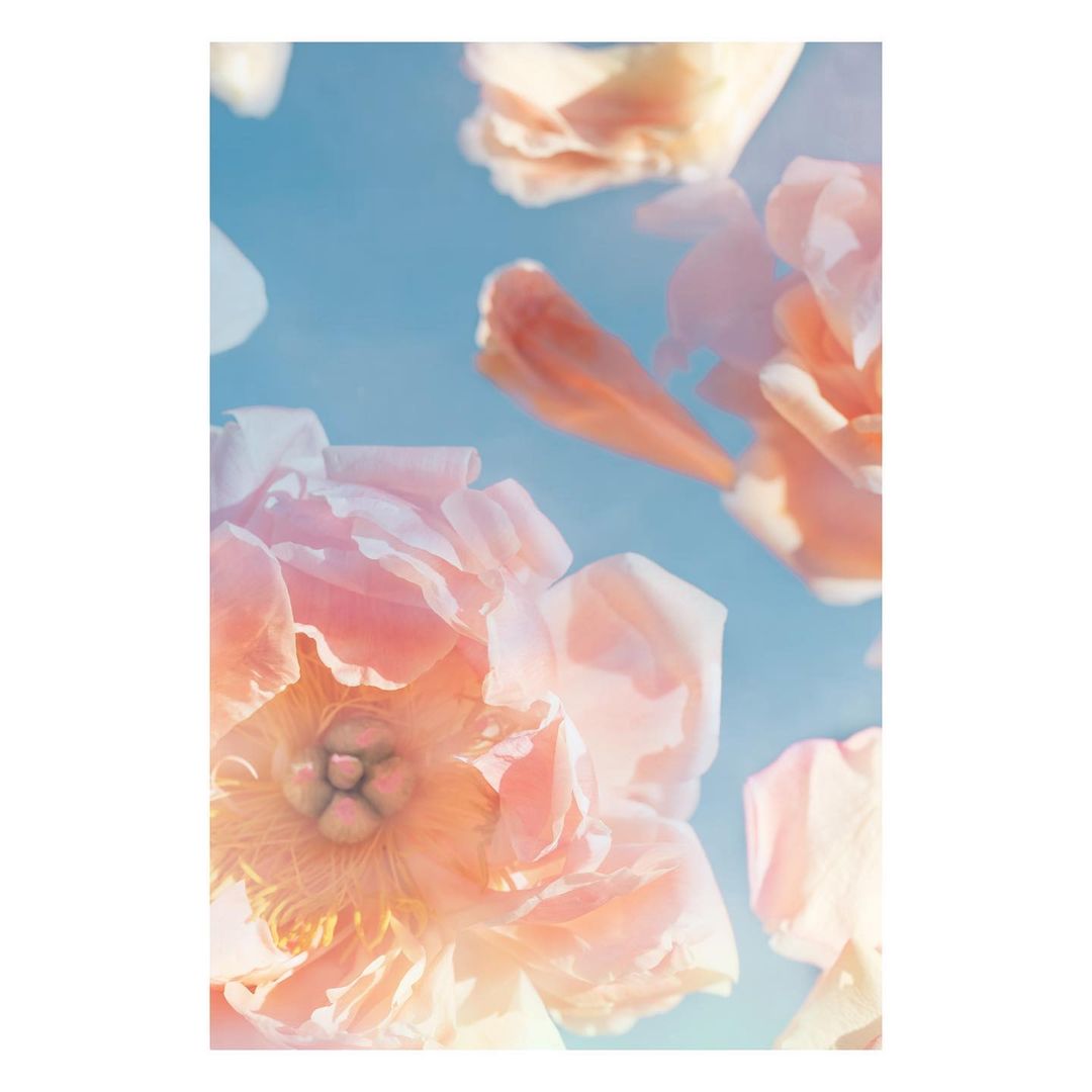 Close-up photograph showcases soft, pastel pink and peach-colored rose blossoms against a light blue, airy sky backdrop. Floral beauty.