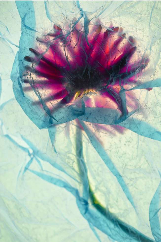 Closeup photo of a flower, likely a daisy or similar type, encased in semi-transparent crumpled paper with a colorful backlight.