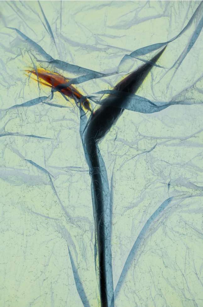 Abstract translucent still life with an orange shrimp and black sprout on a white crumpled background with cool blue lighting.