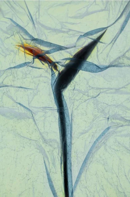 Abstract translucent still life with an orange shrimp and black sprout on a white crumpled background with cool blue lighting.