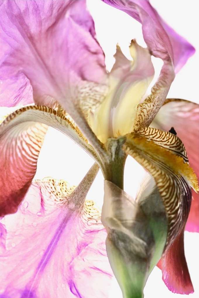Macro photograph of a pink and white iris flower showcasing intricate petal details and a soft, diffused light against a bright background.