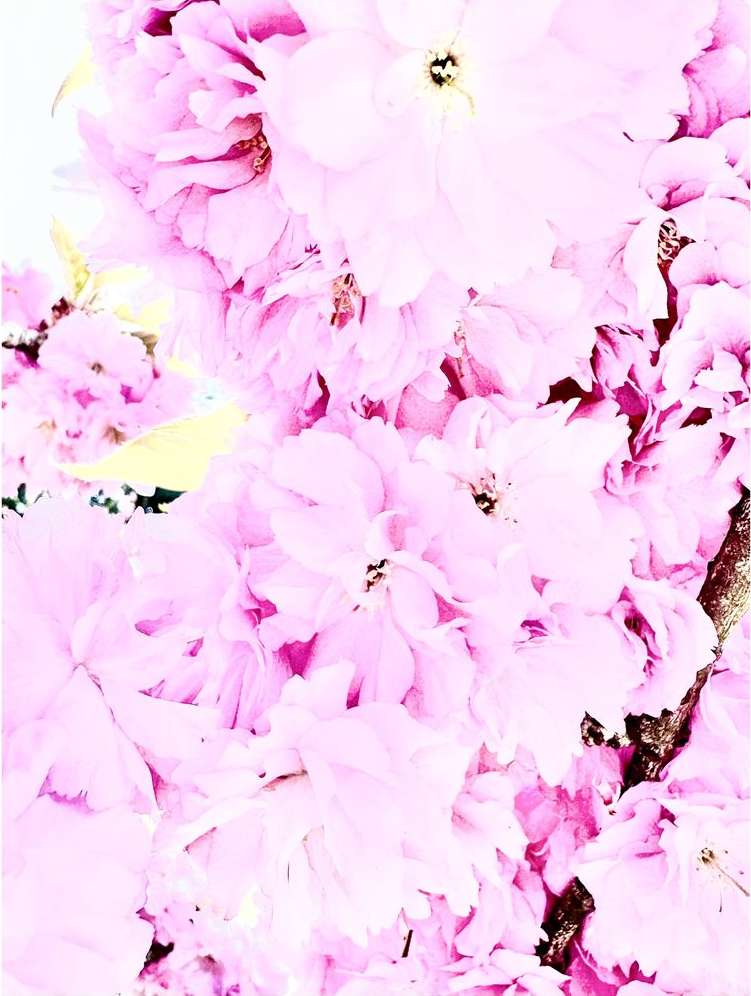 Close-up photograph of a cluster of light pink cherry blossoms in full bloom with a blurred background, captured in vertical composition.