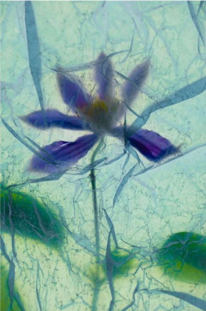 Close-up shot of a purple flower with a yellow center, presented on a blue background with delicate, fibrous texture.