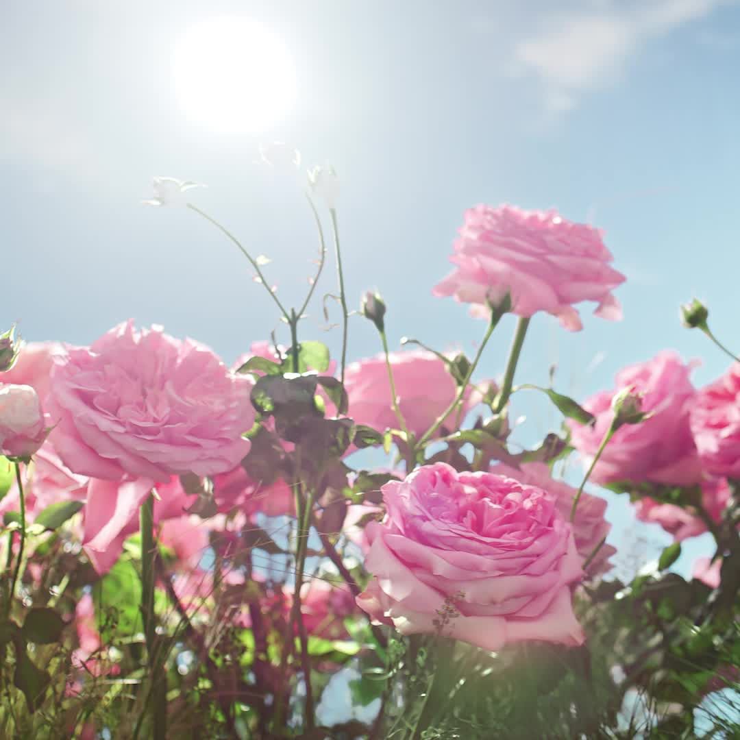 A cluster of pink roses in full bloom against a bright blue sky and sunlight, creating a vibrant, natural floral scene.