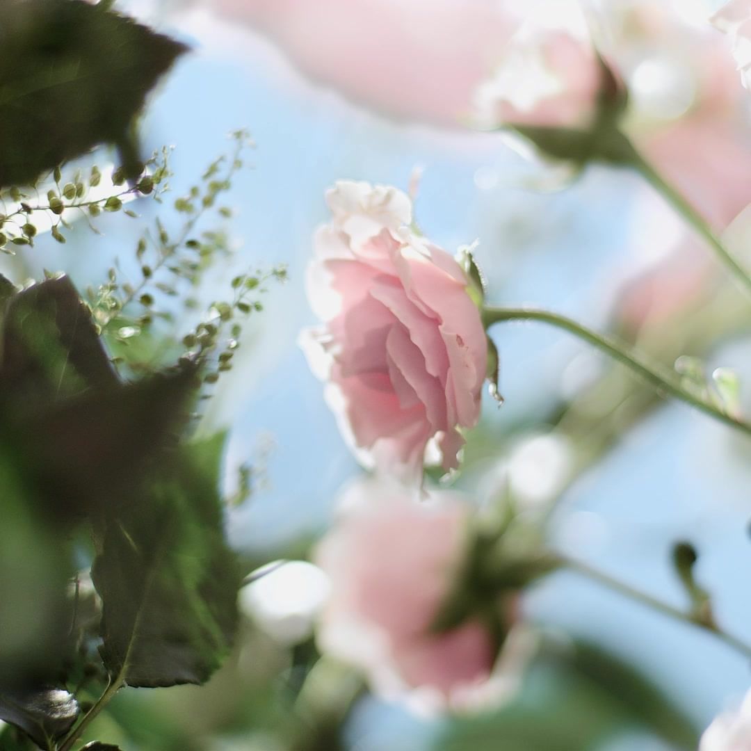 Close-up of pink roses blooming against a bright blue sky, showcasing their delicate petals and fresh green leaves in a natural setting.