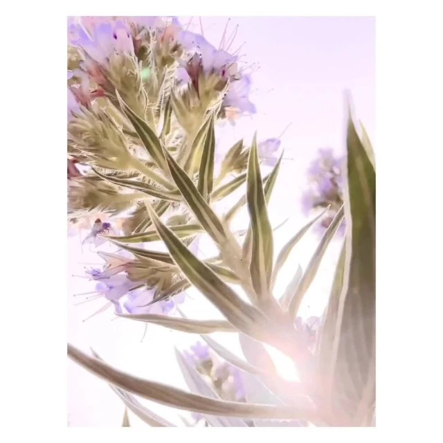 Close-up shot of light purple flowers with spiky green leaves, bright and airy, creating a soft, dreamy floral botanical scene.