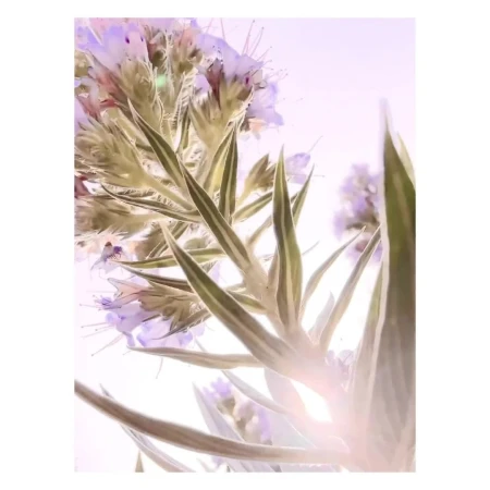 Close-up shot of light purple flowers with spiky green leaves, bright and airy, creating a soft, dreamy floral botanical scene.