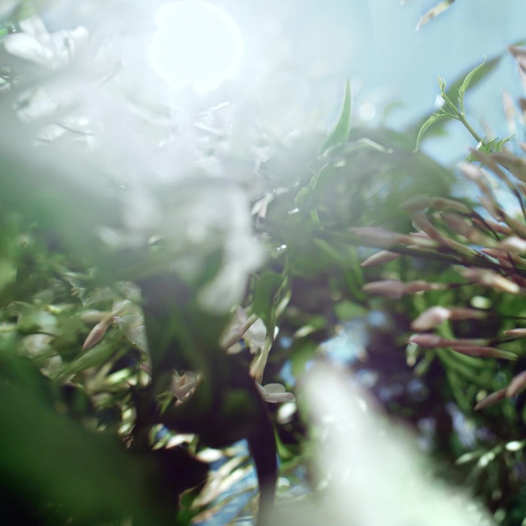 Close-up, low-angle view captures a white flower cluster, lush green leaves and flower buds against a soft blue sky with bright, diffused sunlight.