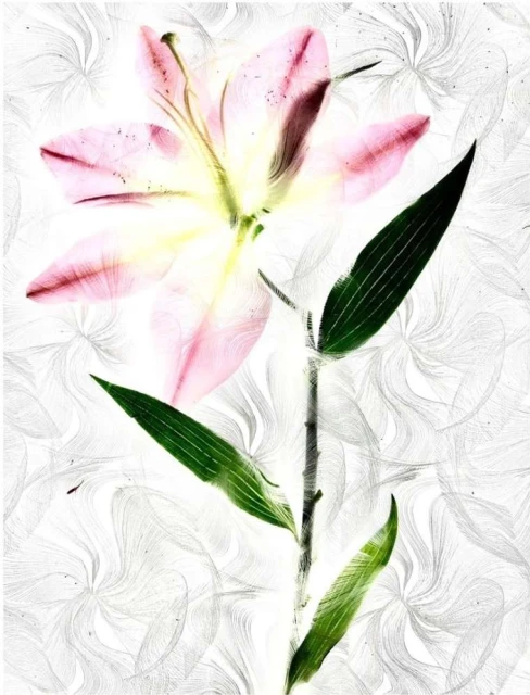 Close-up of a blooming pink lily with green leaves against a white patterned background, creating a soft and artistic floral portrait.