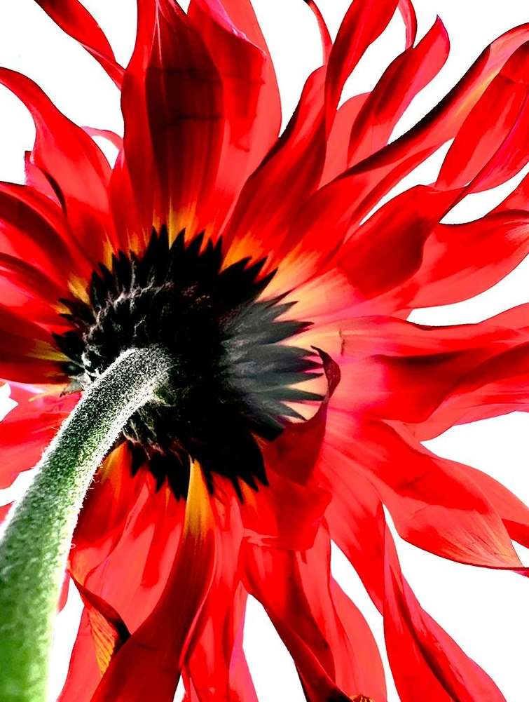 Close-up of a vibrant red flower, showing the intricate details of its petals and stem against a stark white background.