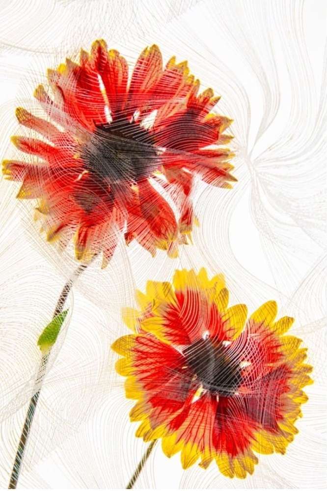 Floral still life featuring two vibrant Gaillardia flowers with red and yellow petals against a digitally enhanced, swirling white background.