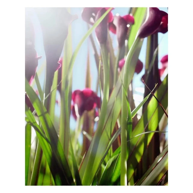 Close-up of deep burgundy calla lilies and green foliage against a bright blue sky, creating a vibrant, natural floral scene.