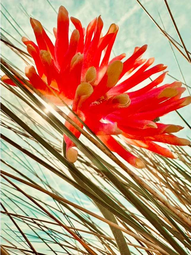 A vibrant red flower with orange tips is captured from a low angle, with the sun shining through, against a light blue, hazy sky.