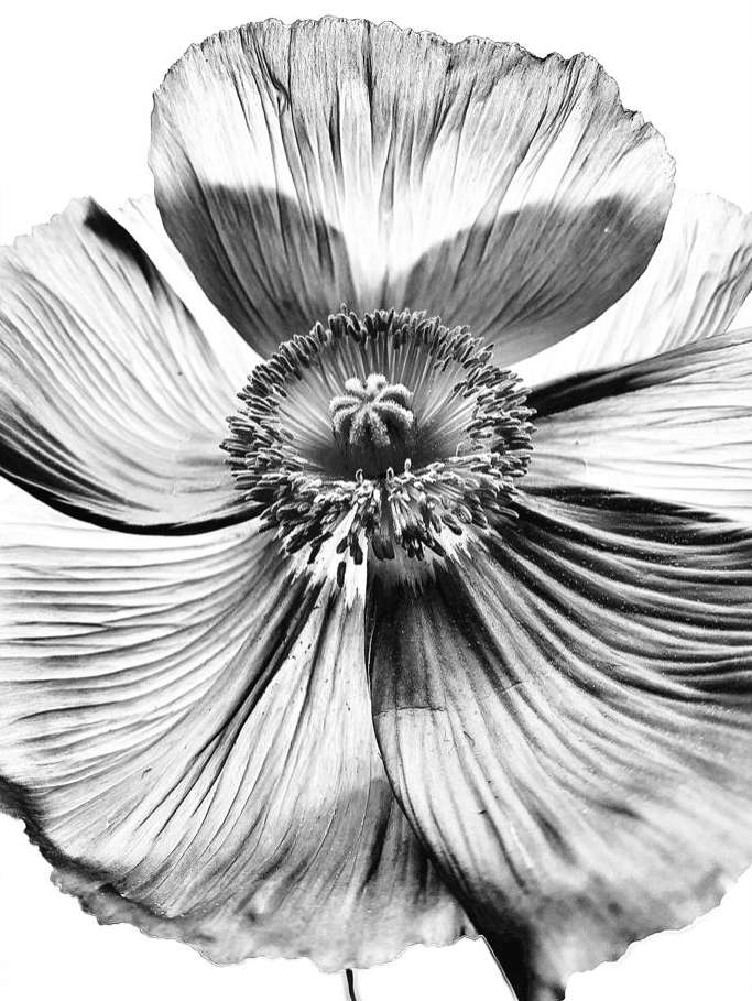 Monochromatic macro photo of a poppy flower with ruffled petals, radiating from a dark textured center, against a white background.