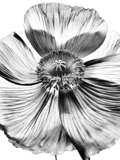 Monochromatic macro photo of a poppy flower with ruffled petals, radiating from a dark textured center, against a white background.