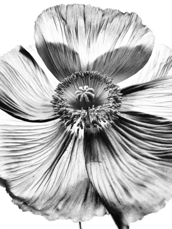 Monochromatic macro photo of a poppy flower with ruffled petals, radiating from a dark textured center, against a white background.