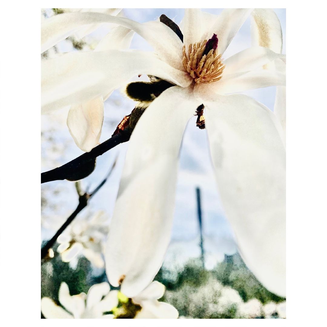 Close-up of a white magnolia flower with a brown center, featuring delicate petals and dark stems, set against a soft, bright sky backdrop.