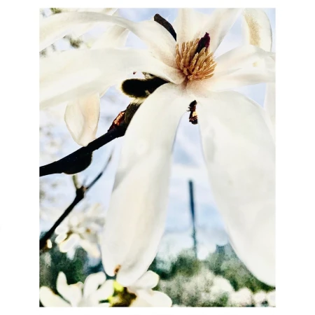 Close-up of a white magnolia flower with a brown center, featuring delicate petals and dark stems, set against a soft, bright sky backdrop.