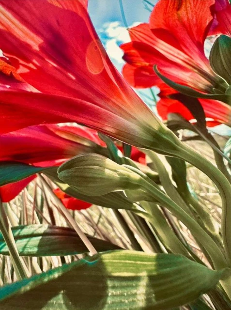 Close-up of vibrant red alstroemeria flowers with green stems, set against a soft blue sky, showcasing botanical beauty and natural light.