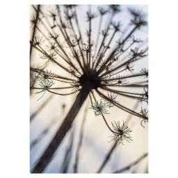 Low angle macro view of a dry umbel flower head with radial stems against a pale sky.