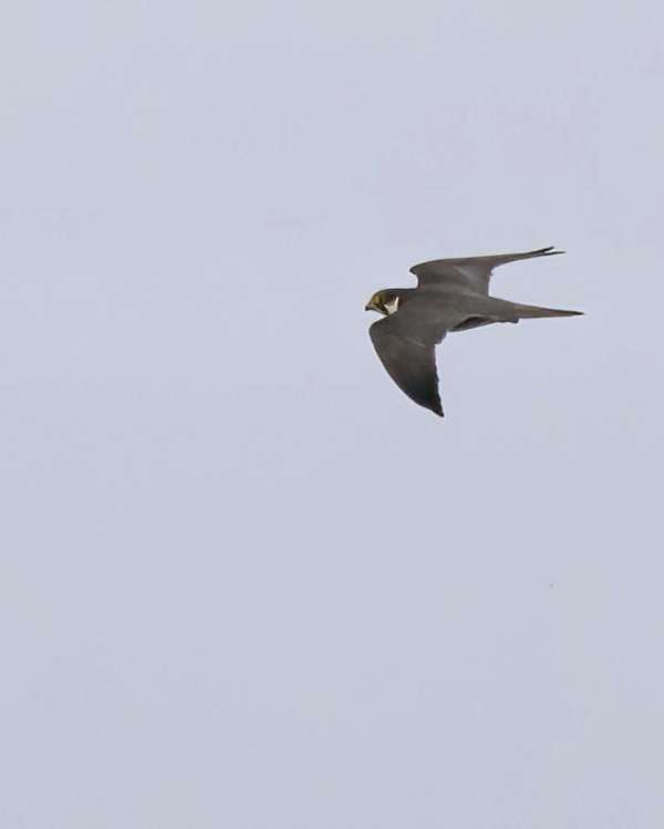 A bird, potentially a falcon, is in mid-flight against a clear, light sky. The bird's wings are outstretched, demonstrating its flight.