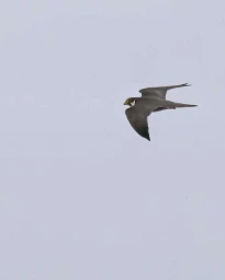 Peregrine falcon in flight against an overcast pale sky