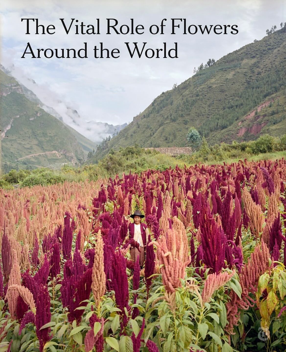 Adult human in traditional clothing stands in a field of red amaranth flowers in front of green mountains under a cloudy sky.