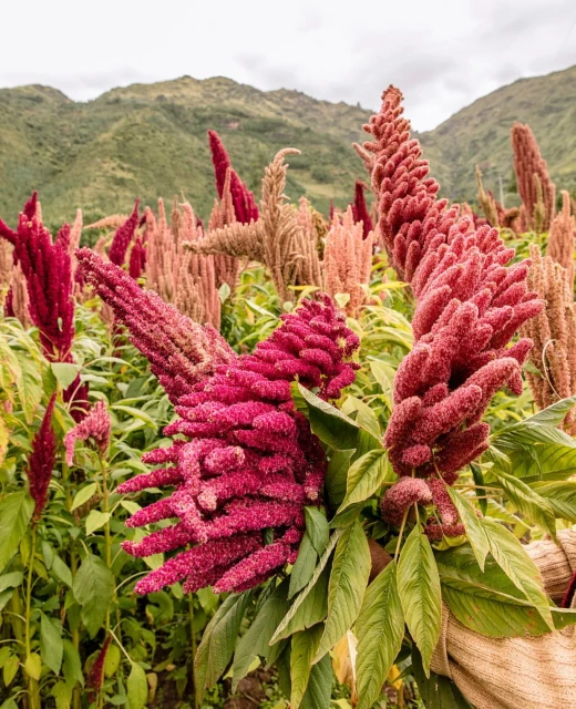 Close-up of red amaranth plants in a field against a backdrop of green mountains and a cloudy sky, highlighting the textures and colors.