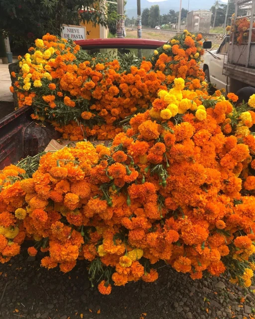 Truck bed overflowing with vibrant orange and yellow marigold flowers, creating a striking floral display, with town and mountain backdrop.