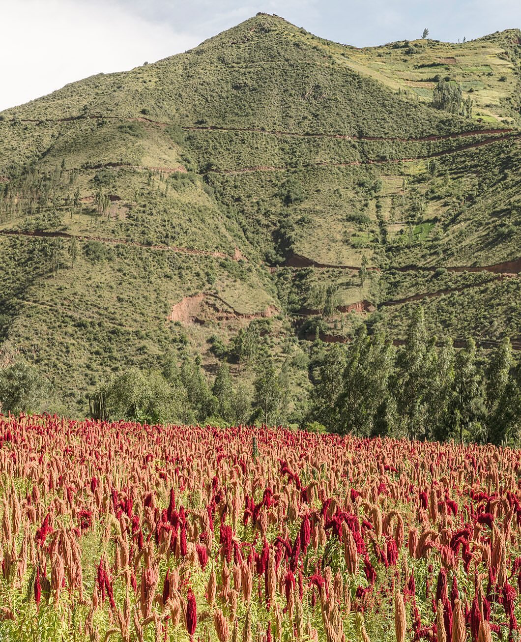 Idyllic landscape view of red amaranth crop in a field against a backdrop of green mountains on a sunny day in a rural setting.