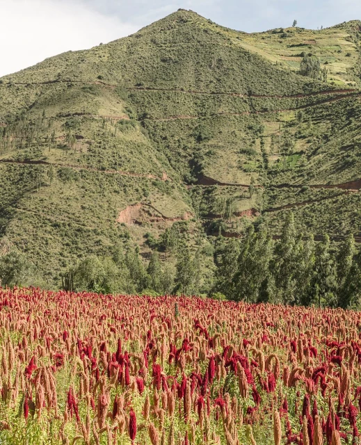 Idyllic landscape view of red amaranth crop in a field against a backdrop of green mountains on a sunny day in a rural setting.