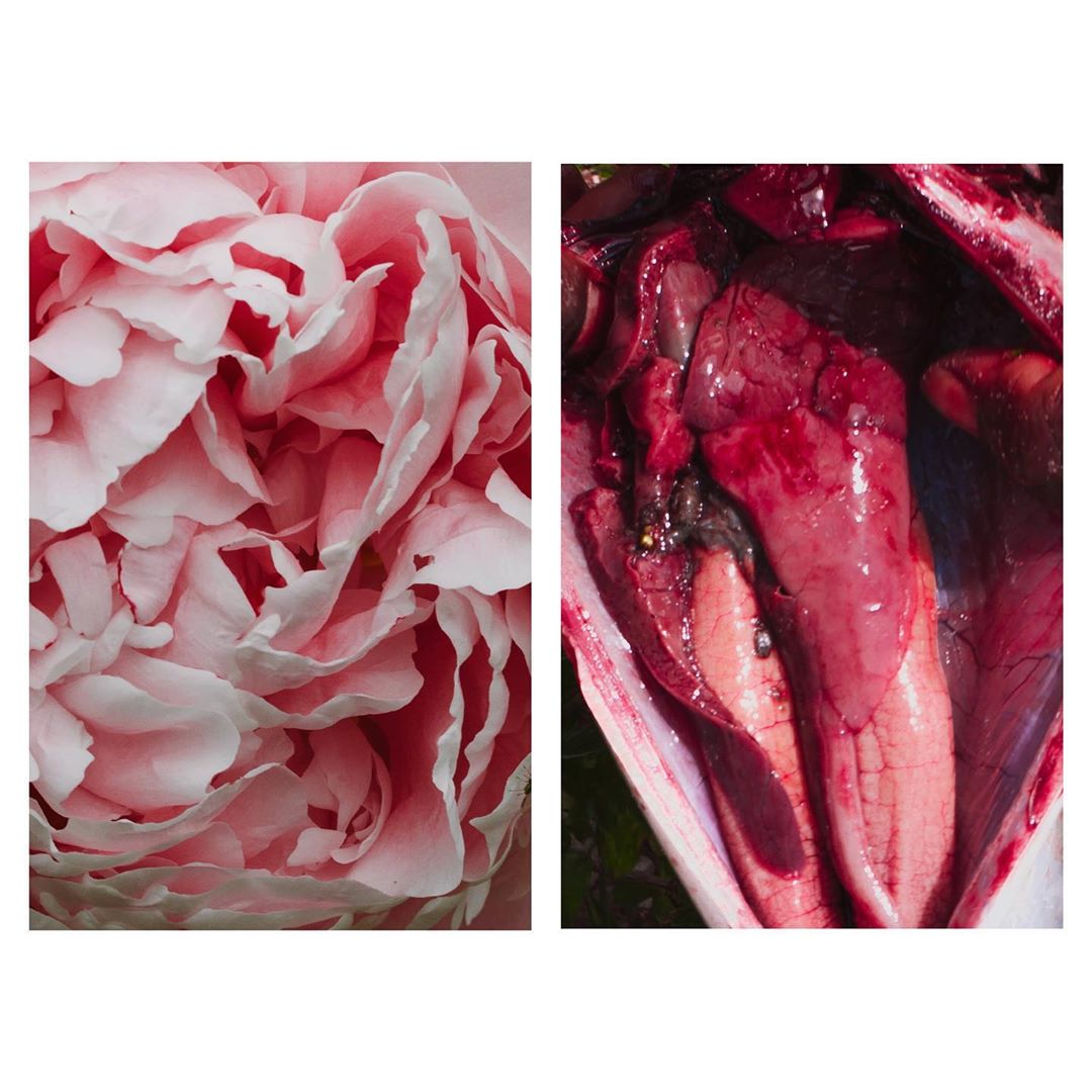 Juxtaposition of pale pink flower petals and a bright red interior, possibly an animal carcass, creating a contrasting visual diptych.