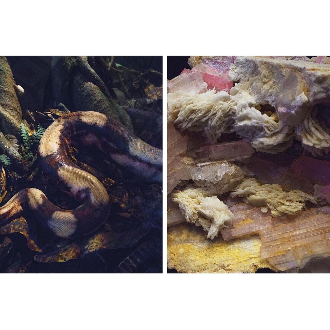A split image featuring a python snake coiled on the left and a mineral specimen of pink and white crystals on the right.