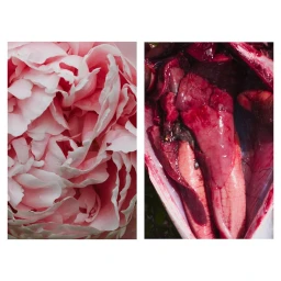 Diptych image showing a soft pink peony blossom on the left and glossy visceral red organic textures on the right.
