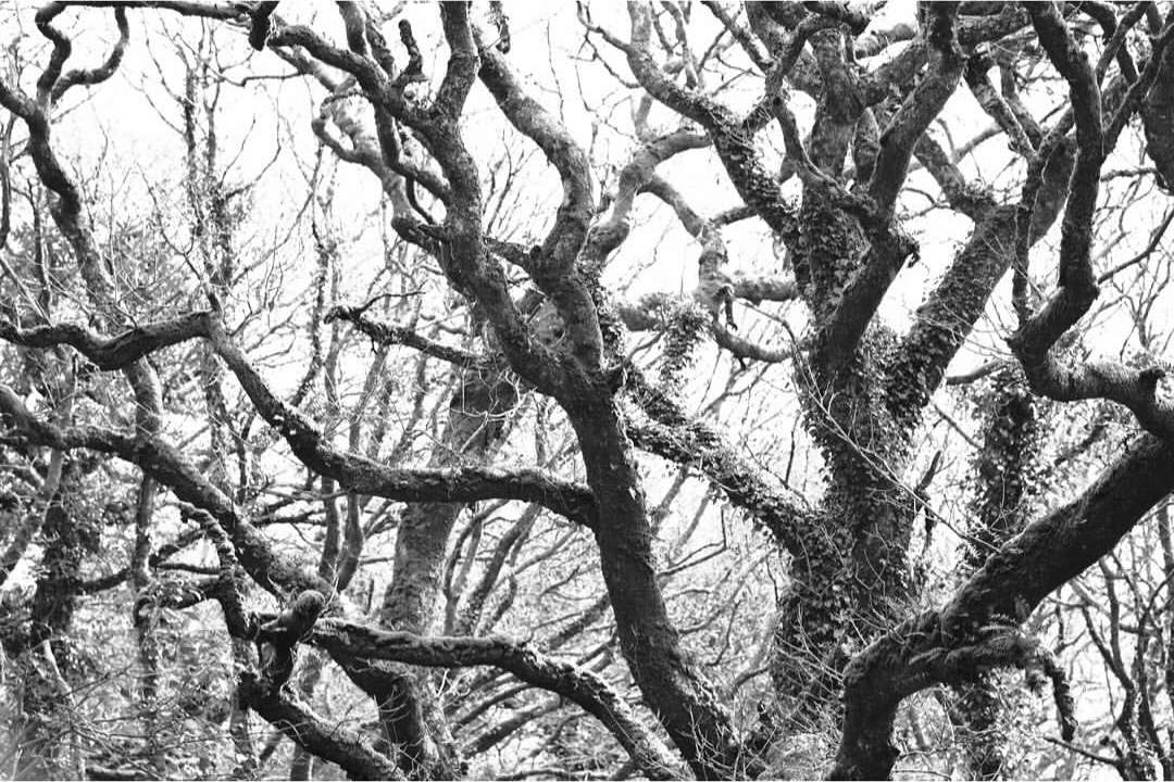 Monochrome photograph of tangled bare tree branches against a bright sky, creating an intricate natural pattern.