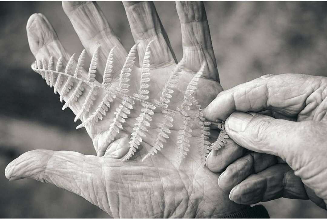 Monochrome image of an elderly person holding a fern frond, showcasing aged skin and intricate leaf details in a close-up.