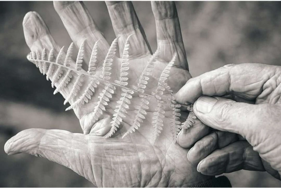 Monochrome image of an elderly person holding a fern frond, showcasing aged skin and intricate leaf details in a close-up.