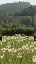 Layered digital photographic view of a green meadow filled with white wildflowers against rolling forested hills.