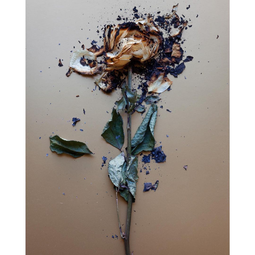 Burnt white rose with green leaves lies on a bronze background. Black ash covers the flower head and is scattered around the petals.