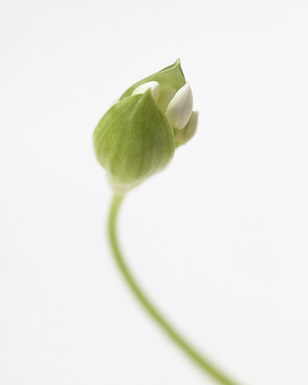 Close-up photo of a white flower bud with a green sepal on a green stem set against a white background, emphasizing floral detail.